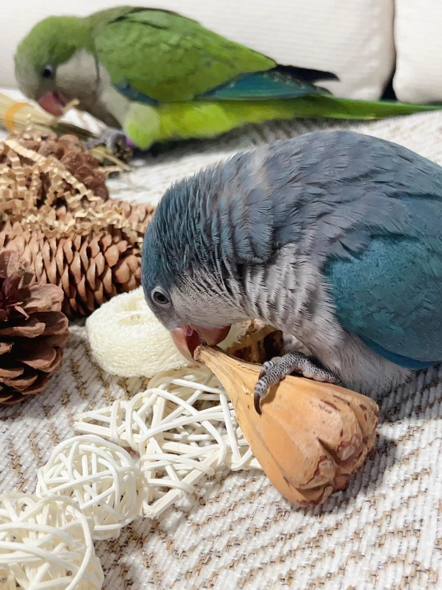 LittoPro gros plan des textures bois, luffa et coco pour mastication