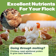 LIWII comparaison taille pour estimer portion et quantité par oiseau