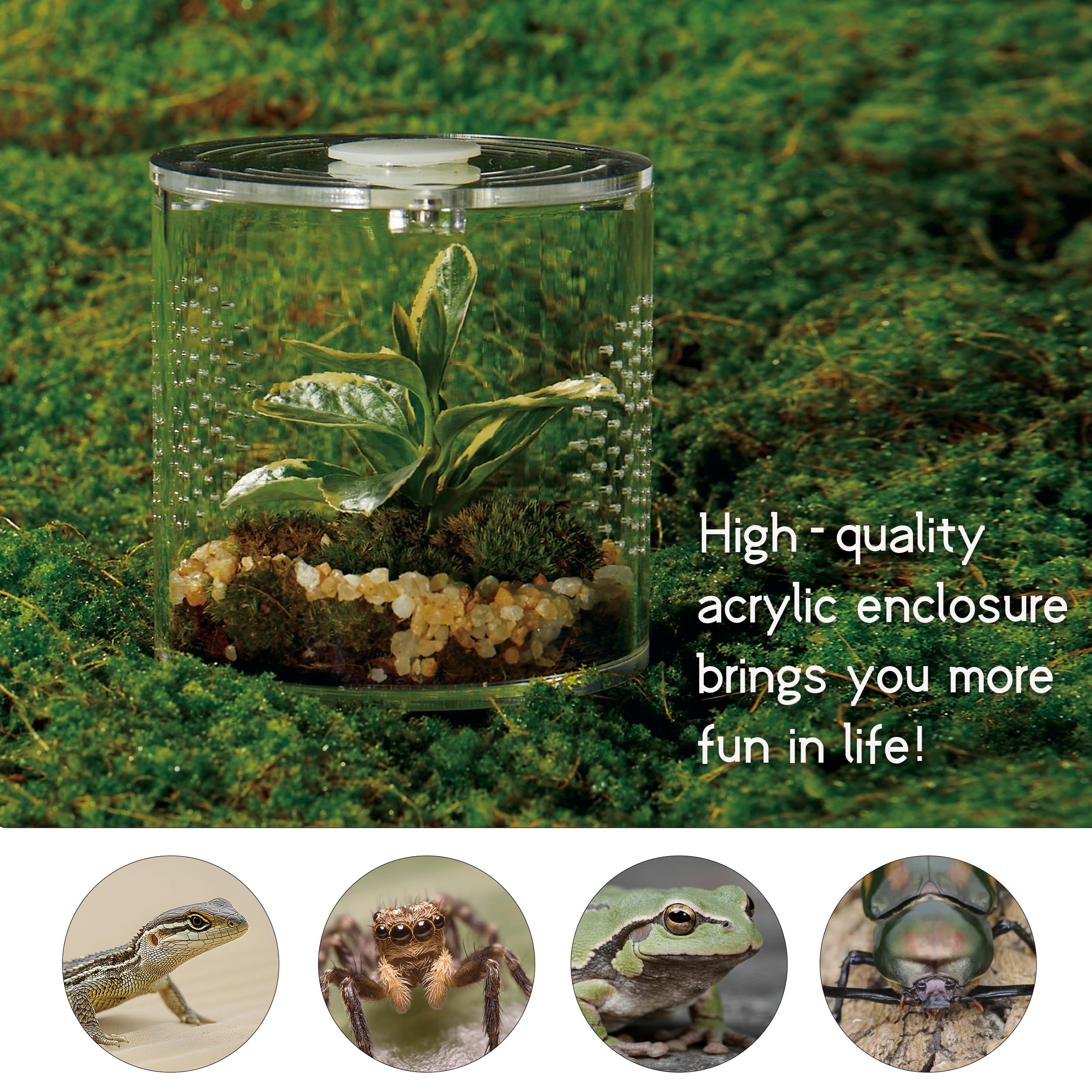 LIZ QNNALY plusieurs terrariums empilés économisant de l'espace pour collectionneurs