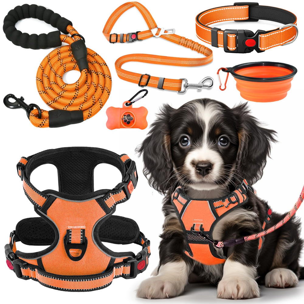 Lobeve kit face complet montrant harnais collier laisse et accessoires pour sorties
