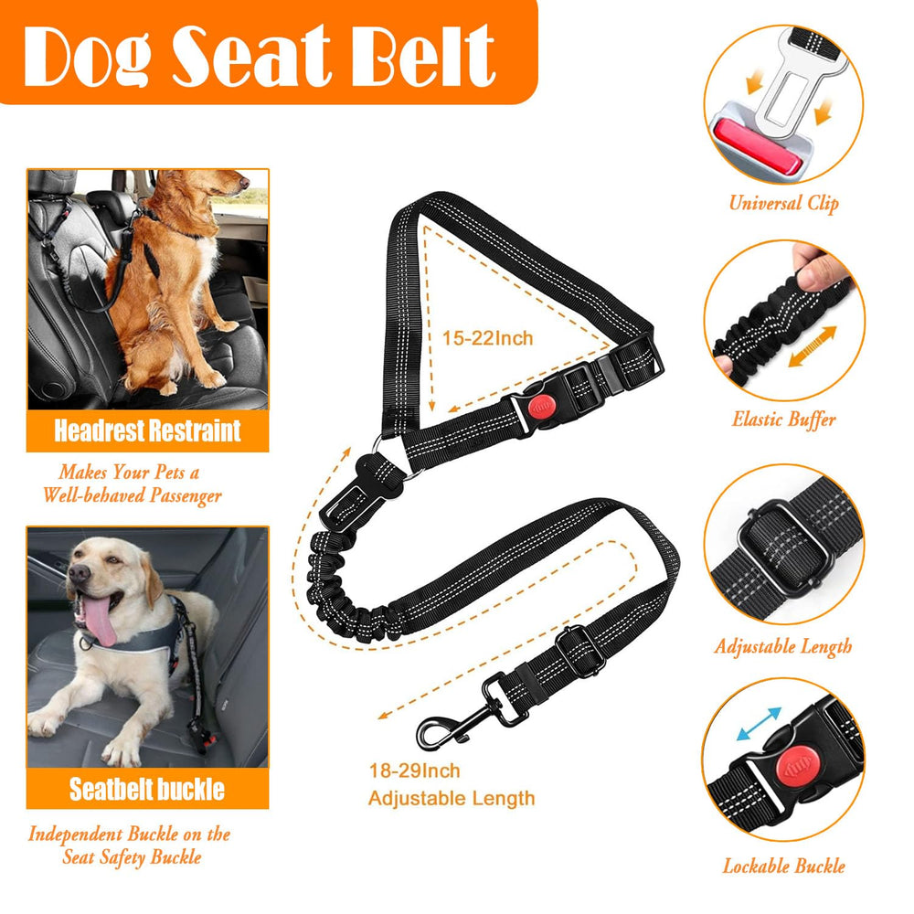 LOBEVE chien portant le kit en promenade pour visibilité et contrôle
