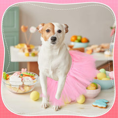 Locmeo chien portant tutu en balade ajoutant style festif