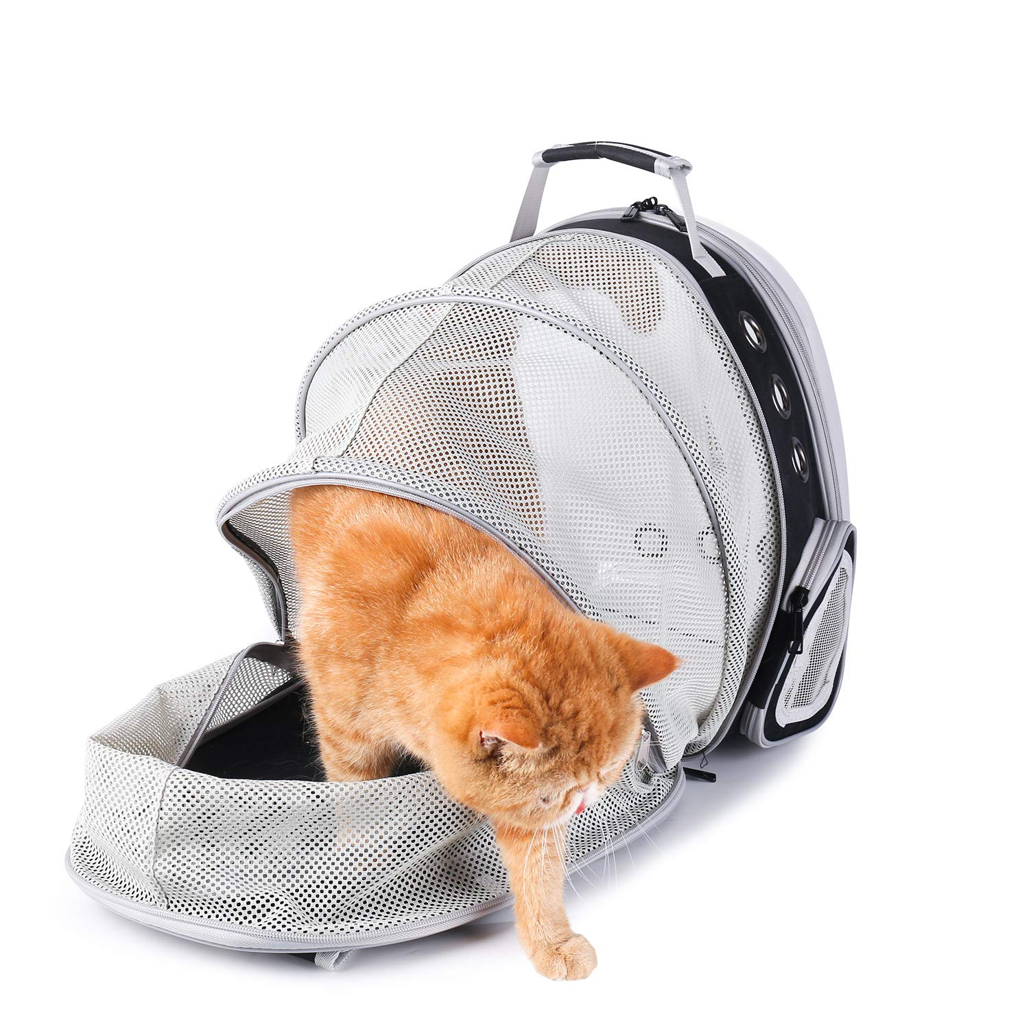 Lollimeow comparaison taille avec un chat, montre compatibilité pour animaux jusqu'à 6,3 kg