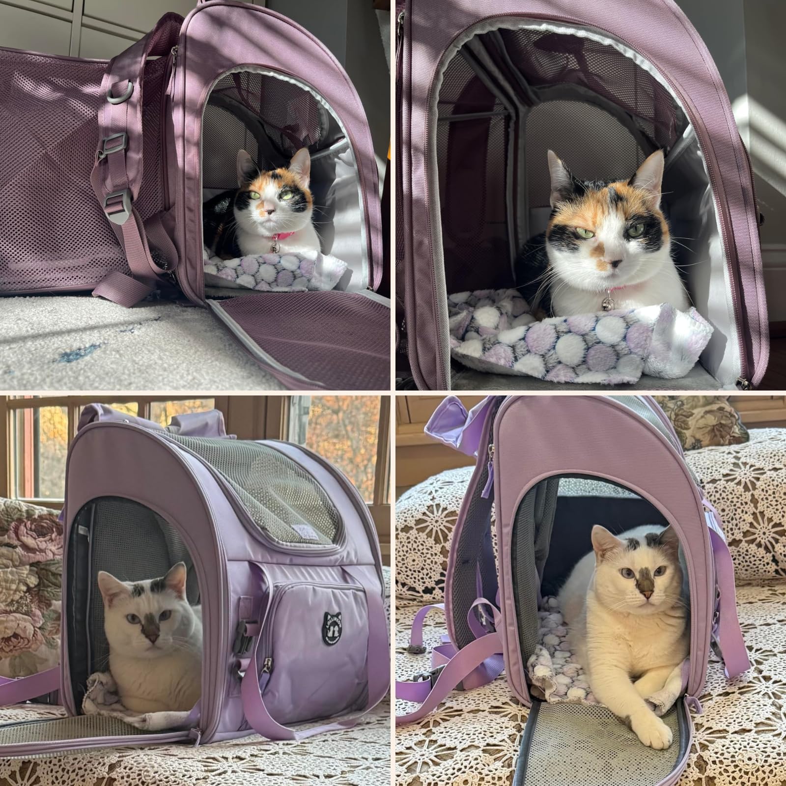 LOLLIMEOW comparaison d'échelle avec un petit chien pour référence taille
