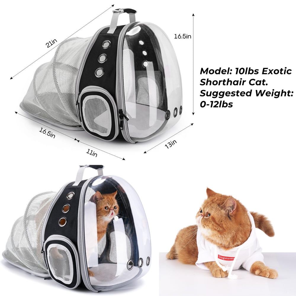 Lollimeow gros plan de la fenêtre bulle transparente, permet observation apaisante