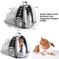 Lollimeow gros plan de la fenêtre bulle transparente, permet observation apaisante