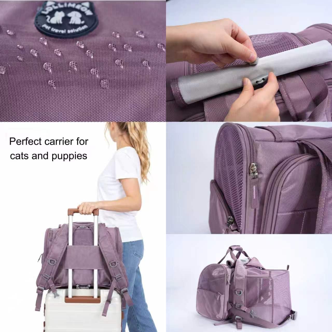 LOLLIMEOW fixé en voiture avec sangle de sécurité pour trajet sûr
