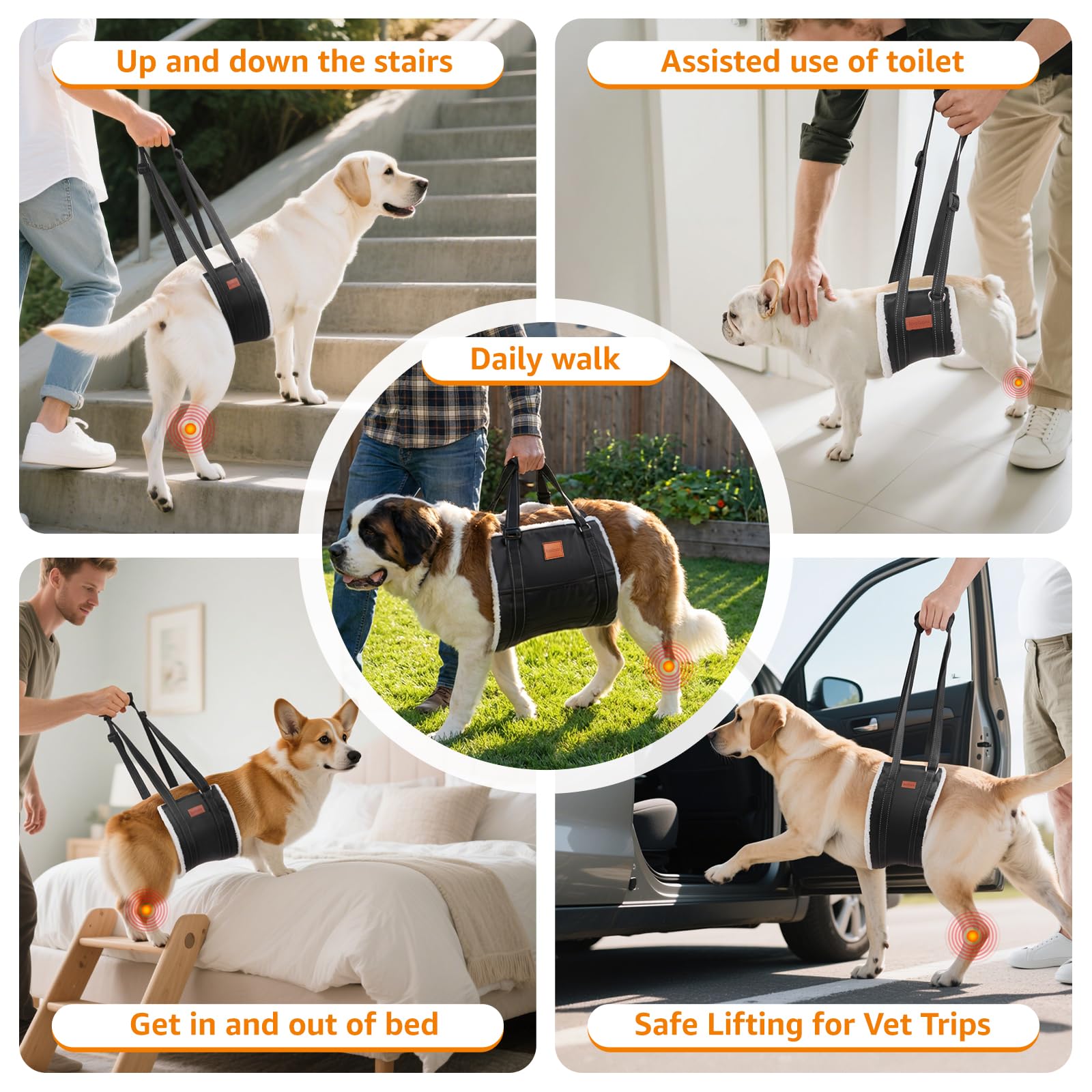 LOOBANI comparaison taille montrant adaptation aux grands chiens