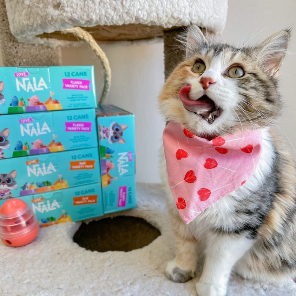 LOVE, NALA chat consommant du bol illustrant acceptation par les chats