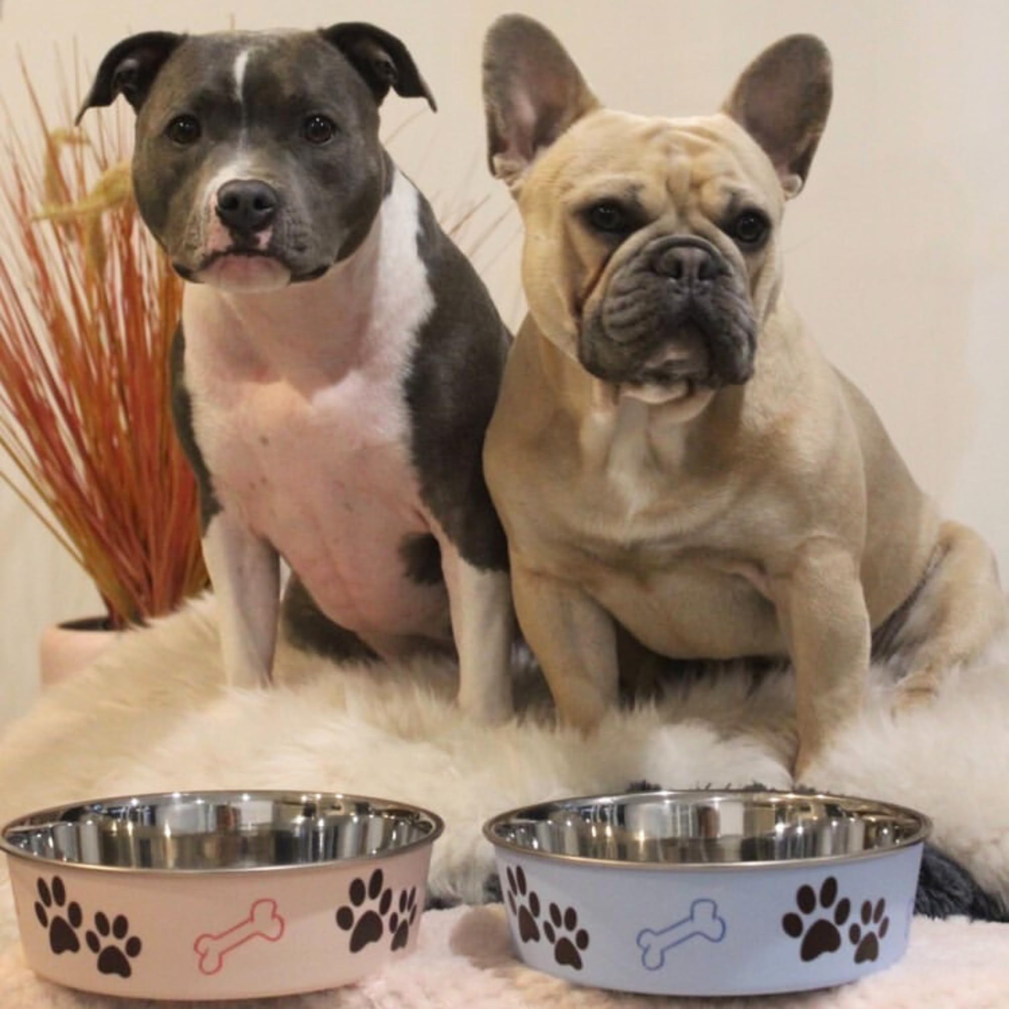 Loving Pets Bella Bowl comparaison taille montre capacité généreuse