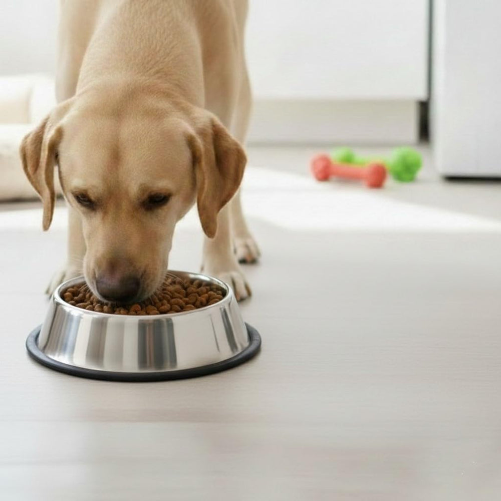Loving Pets comparaison de taille illustrant capacité adaptée