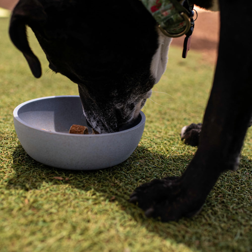 Loving Pets Dolce Bamboo gamelle en usage avec chien, repas sans bruit