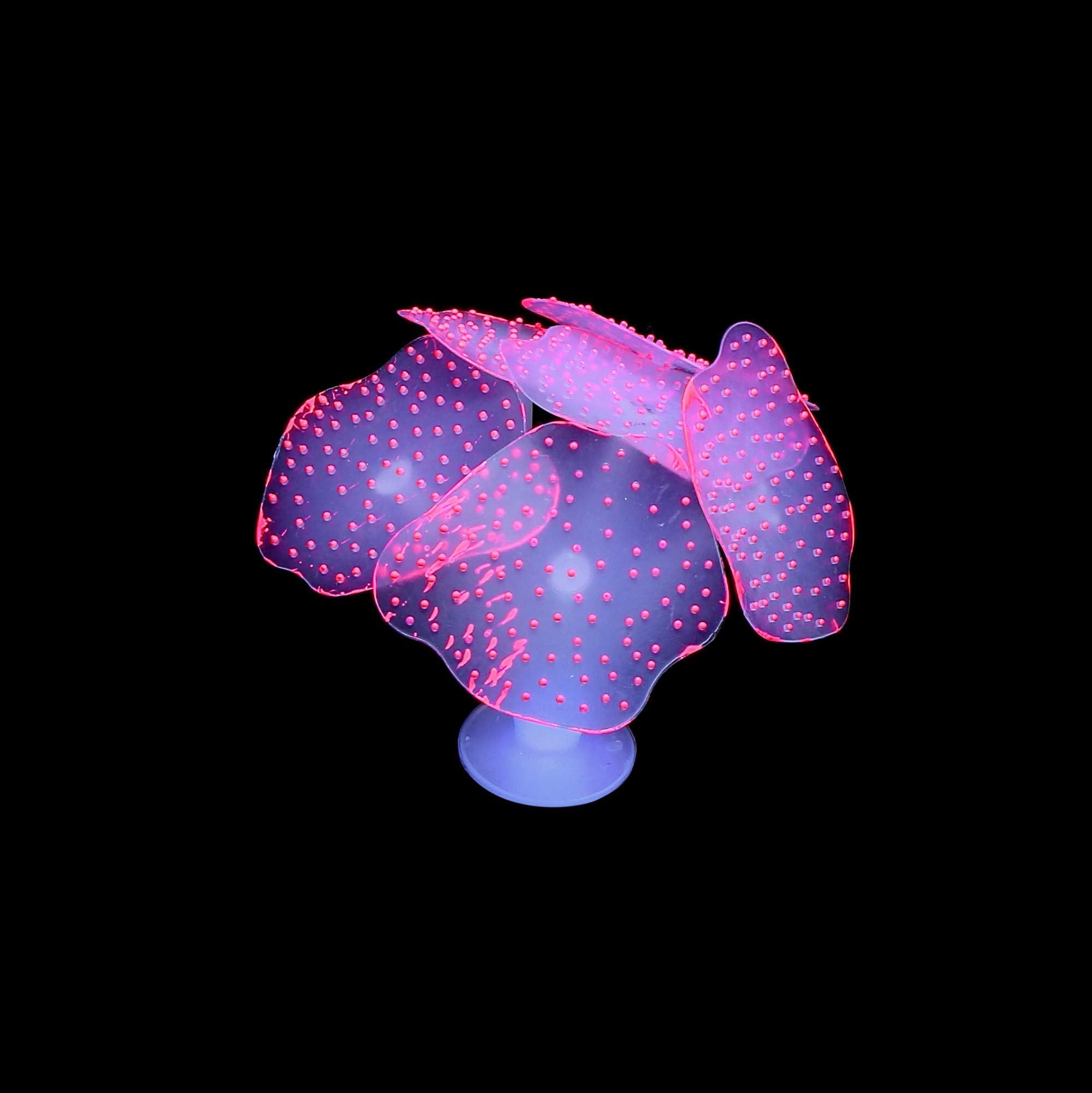 Lpraer branch coral montré à l’échelle pour visualiser hauteur et impact décoratif