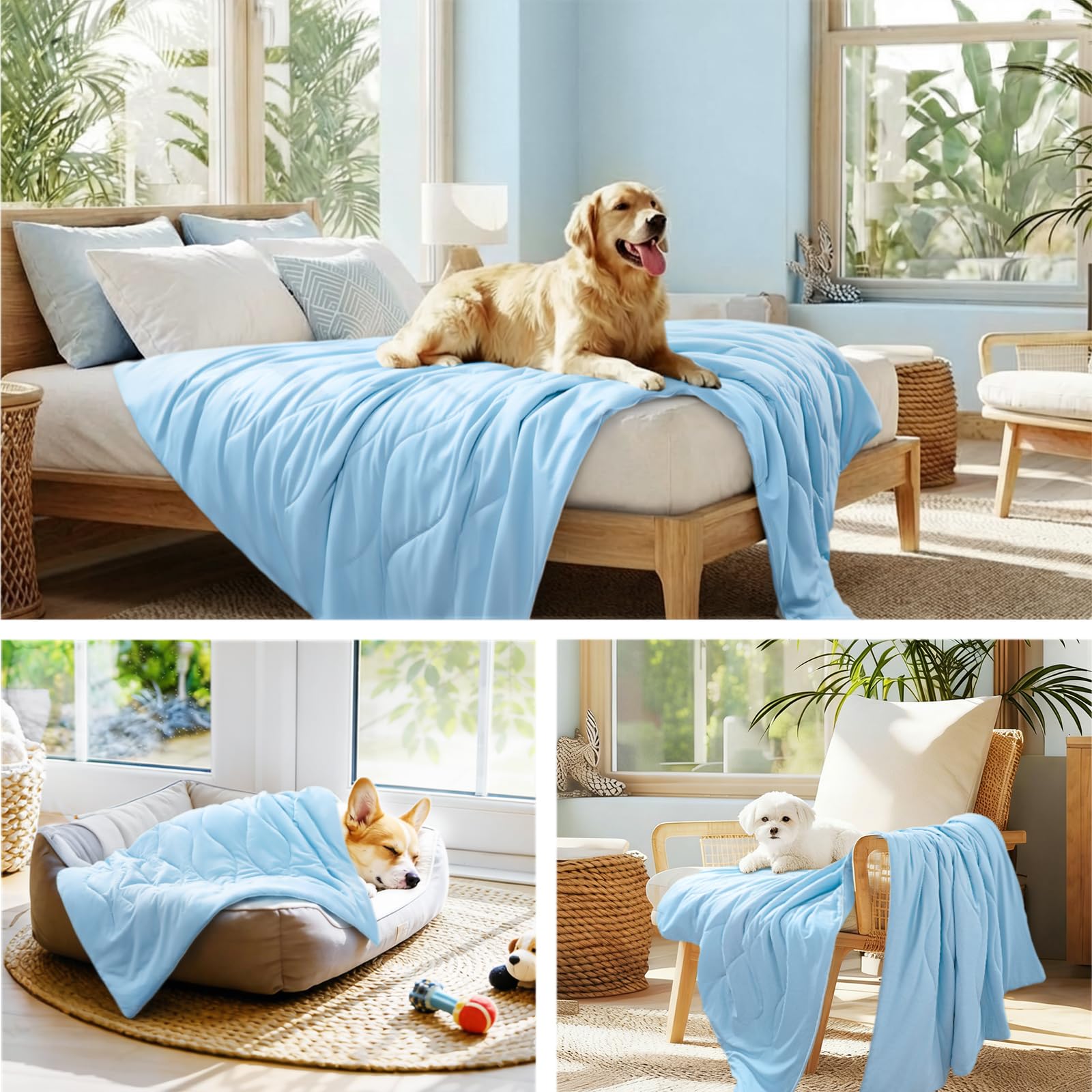 Luciphia comparaison de taille avec chien et chat illustrant ajustement et choix de taille