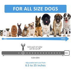 LuckinPET sangle portée par chien en promenade illustrant confort et tenue