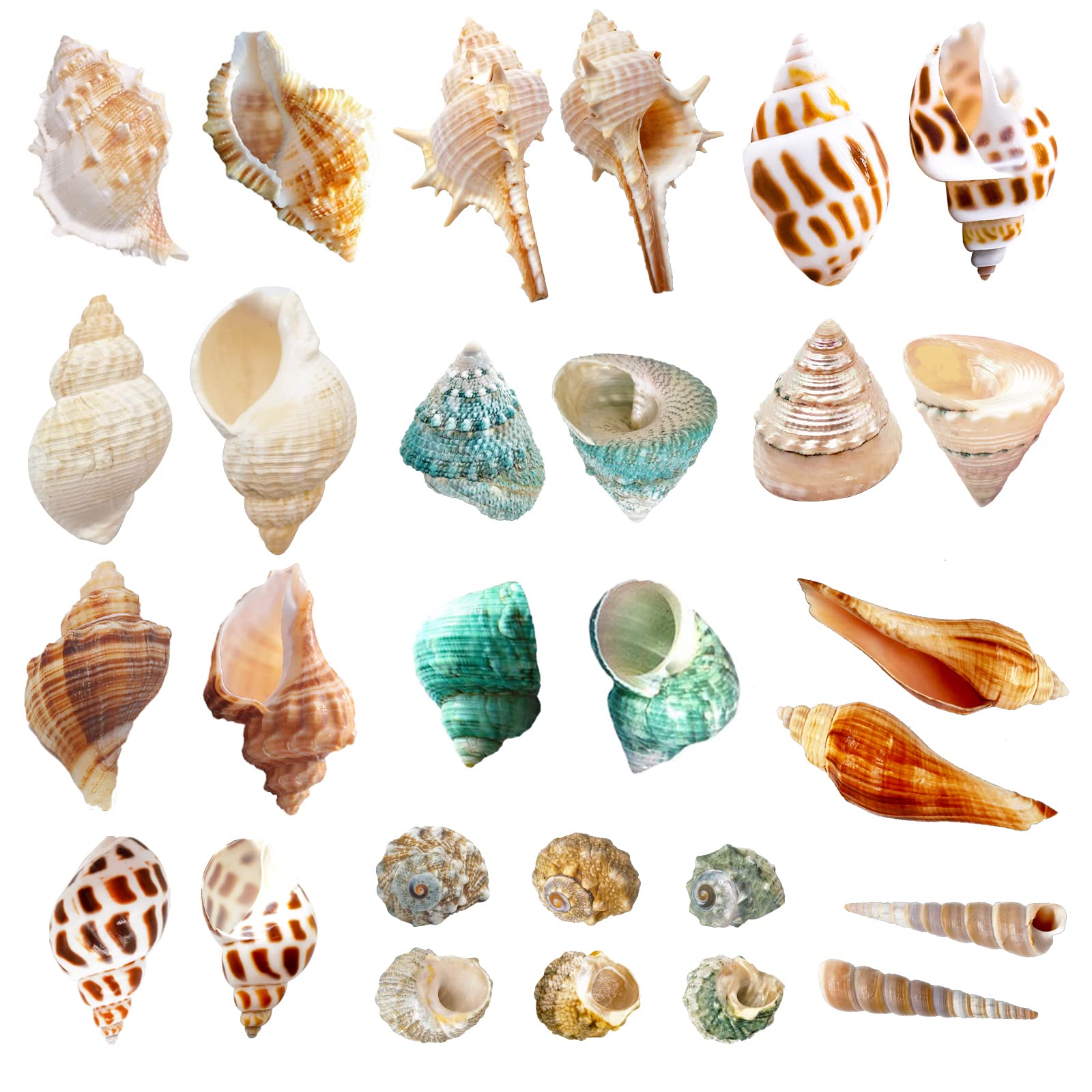 LUCKY BABY lot de coquilles devant offrant plusieurs tailles protectrices