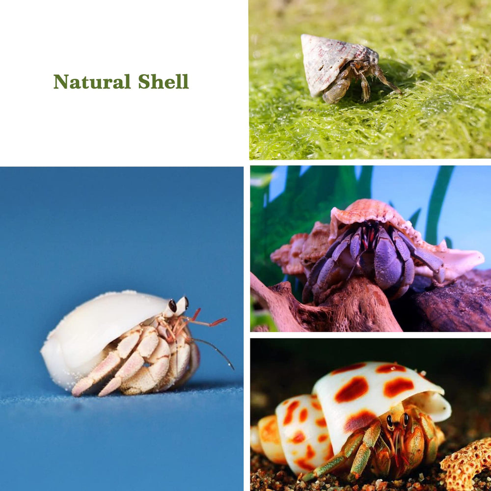 LUCKY BABY coquilles placées dans terrarium créent abris naturels