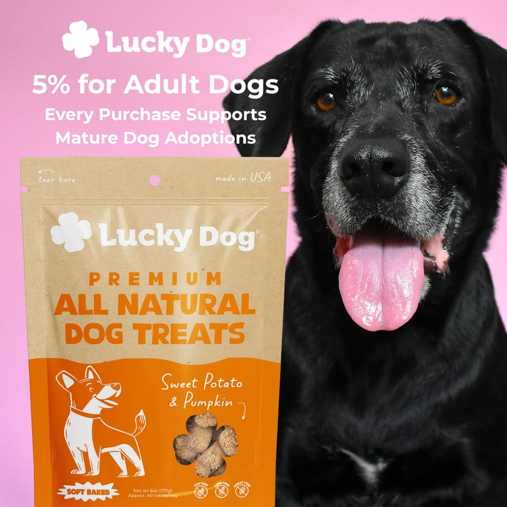 Lucky Dog chien en train de croquer friandise illustrant acceptation