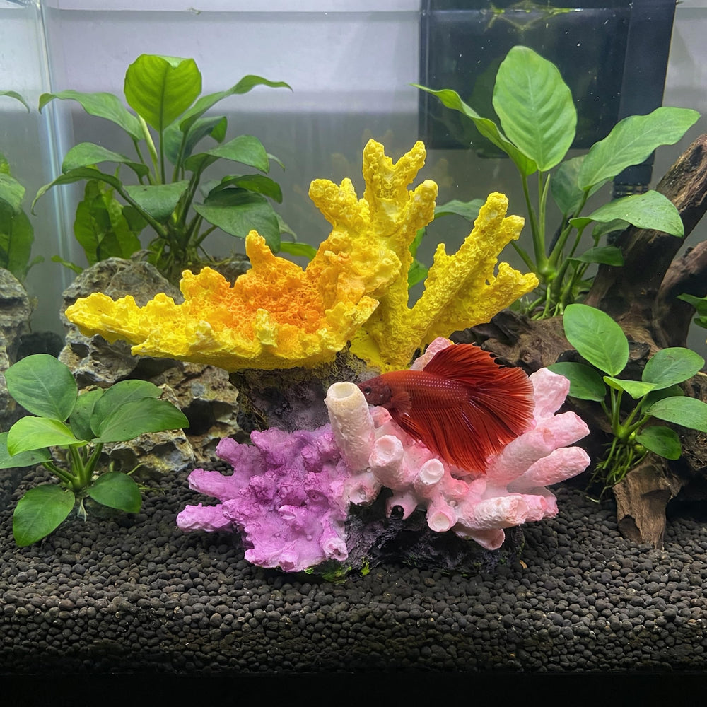 Ludzucy corail en usage avec betta créant cachette sécurisante