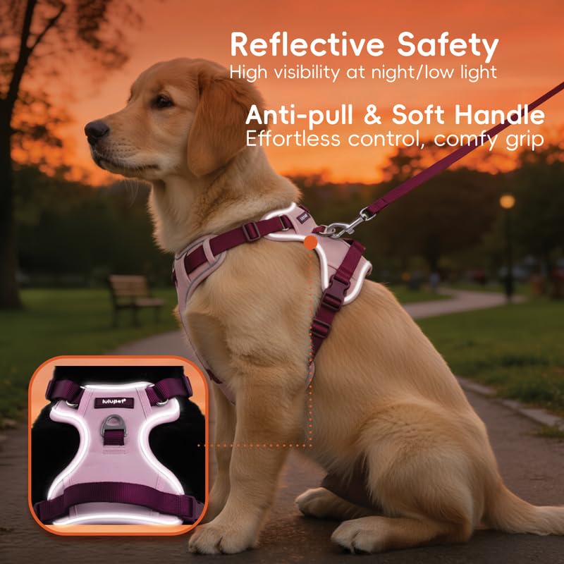 LULUPET laisse 1,5 m et collier assorti pour promenades complètes