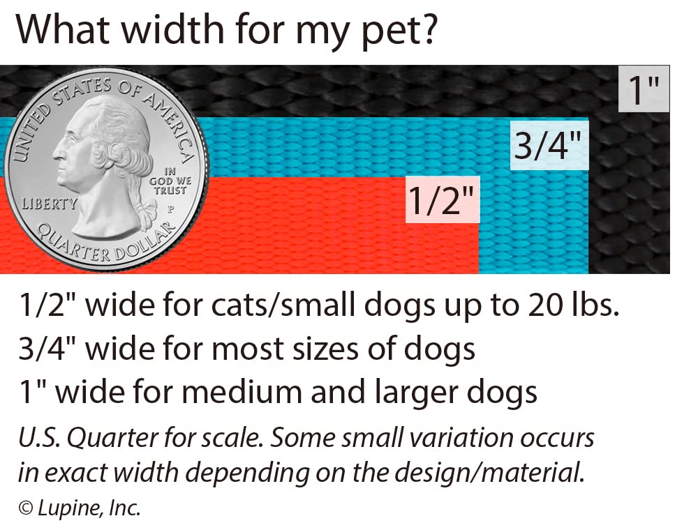 LupinePet laisse en utilisation avec petit chien illustrant contrôle et confort