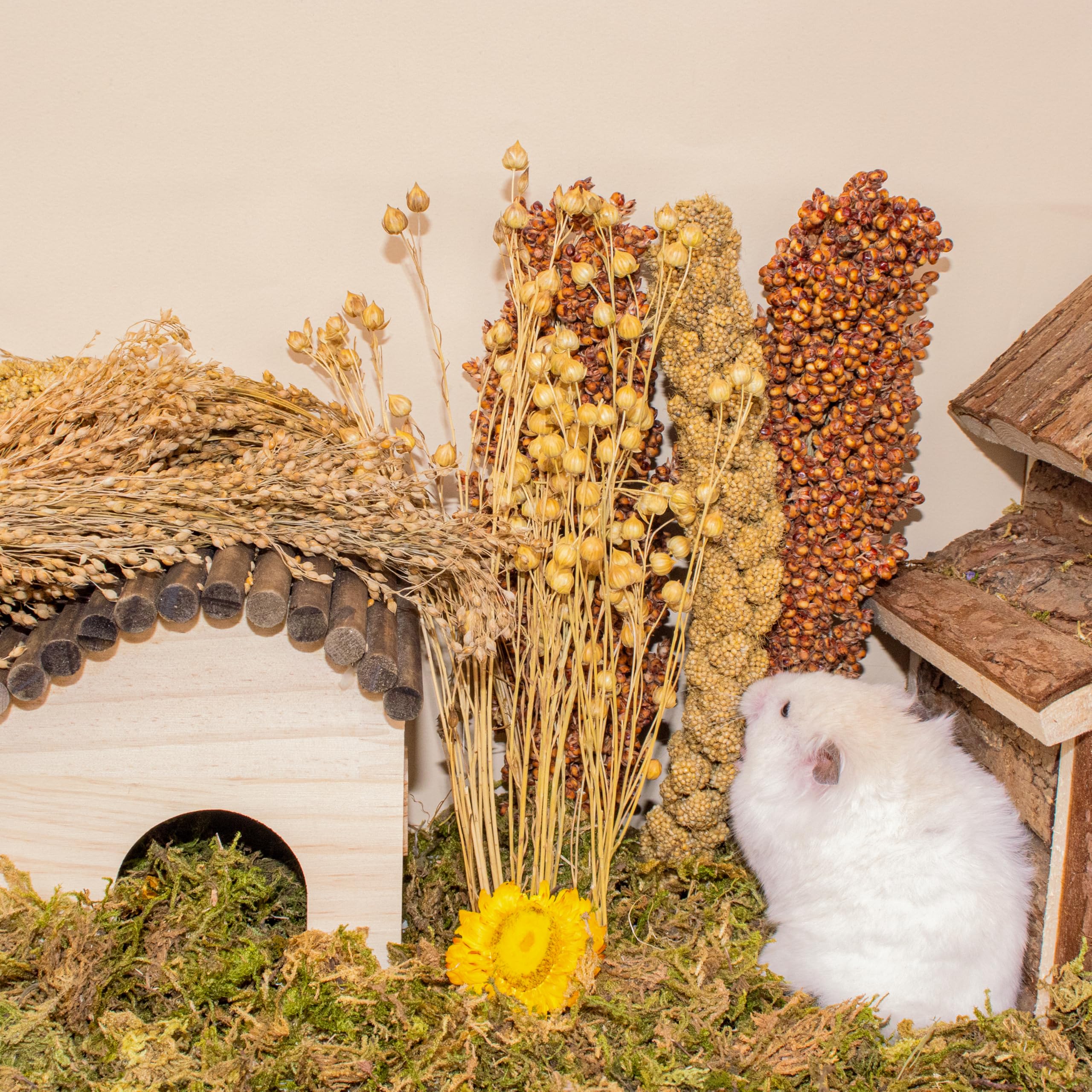 LUVCOSY spray utilisé comme décor naturel améliorant l’habitat du rongeur