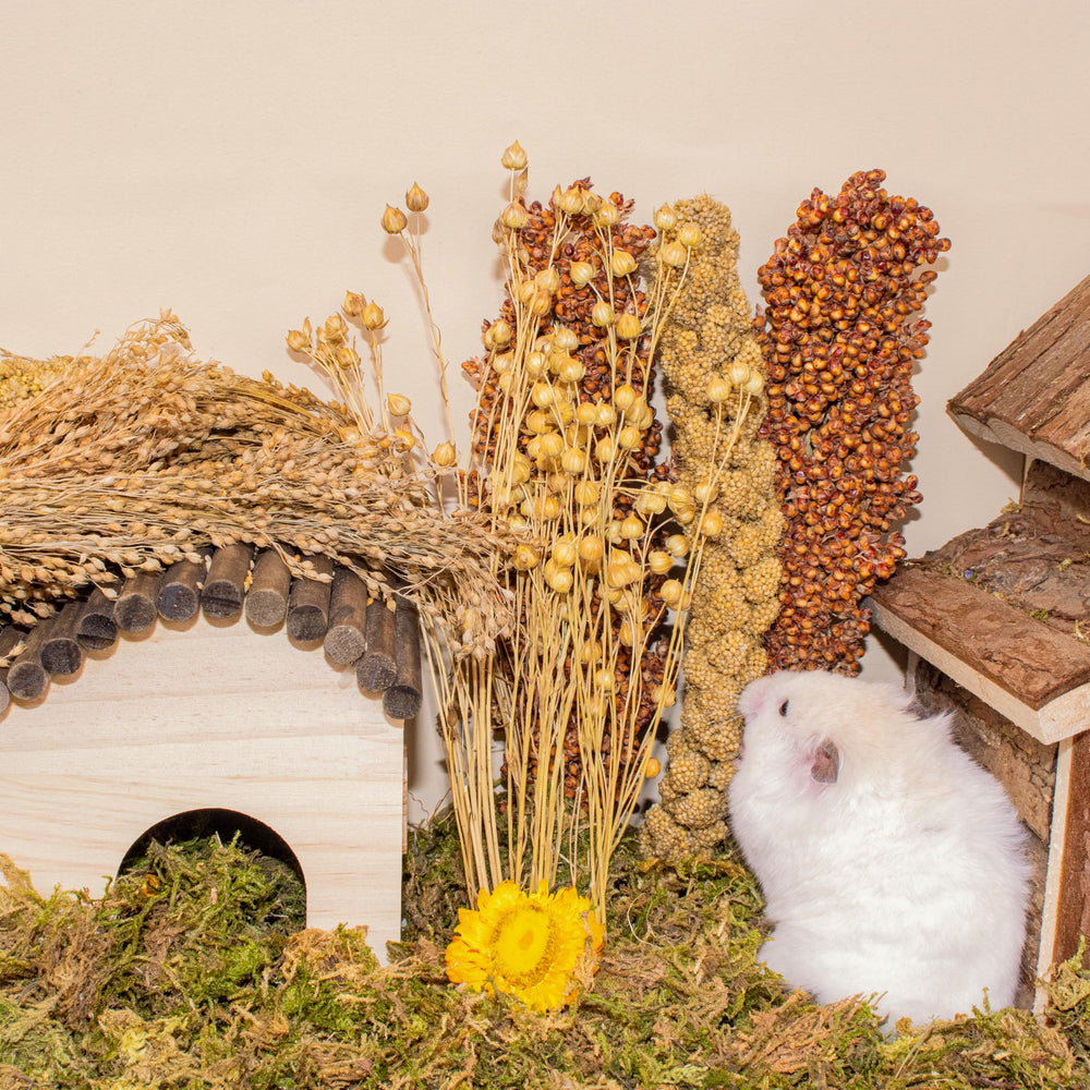 LUVCOSY spray utilisé comme décor naturel améliorant l’habitat du rongeur
