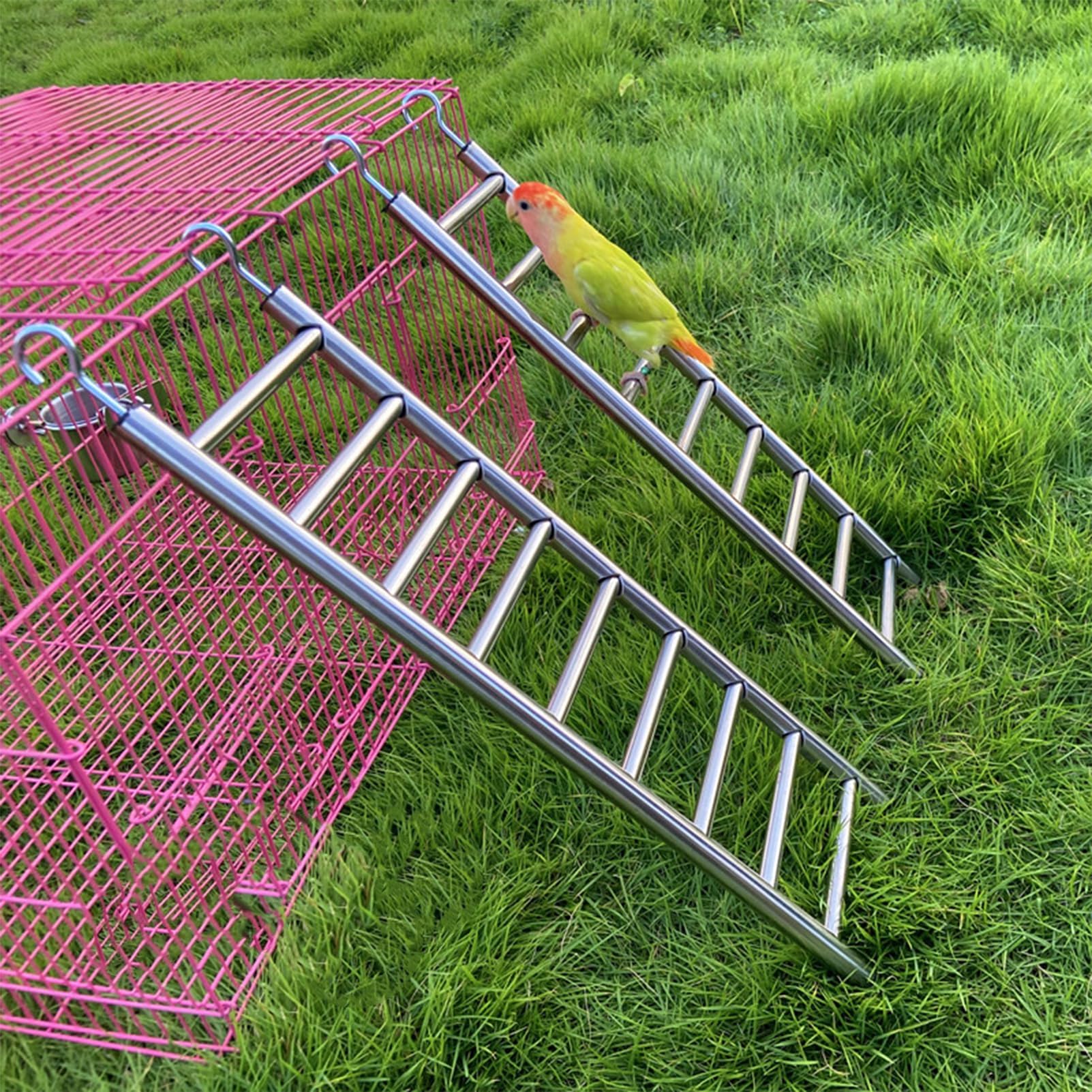 LWINGFLYER comparaison taille avec règle montrant dimensions pratiques