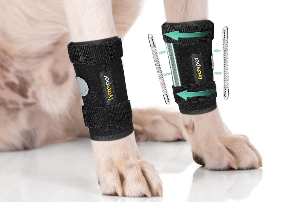 Lyderpet attelle vue avant sur la patte, maintien stable et protection