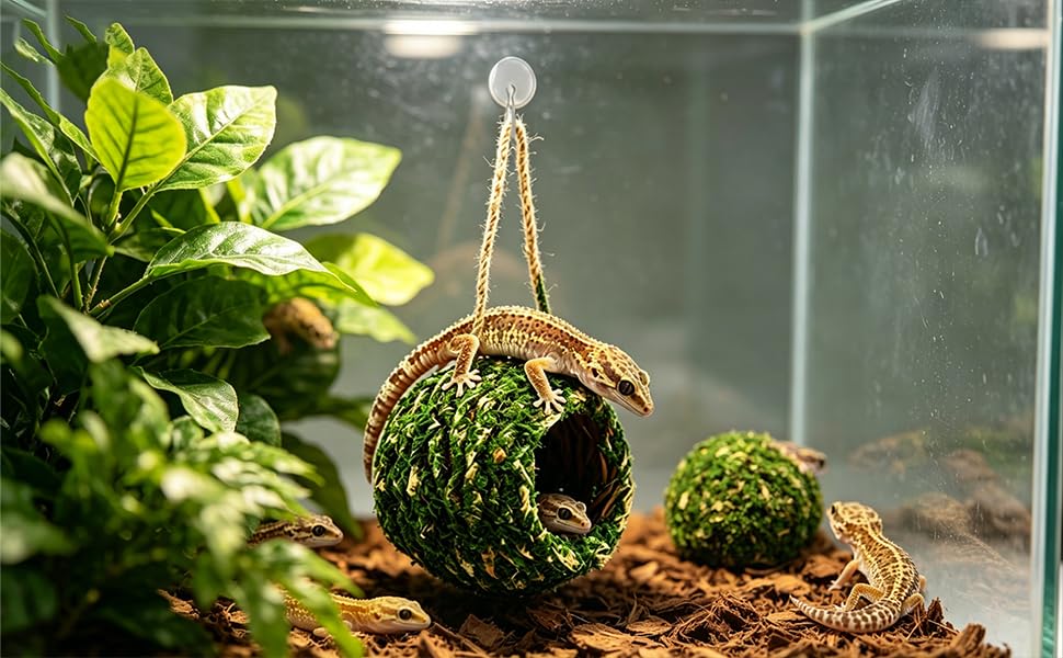 LYNCHAOXAN comparaison de taille pour évaluer adaptation aux reptiles