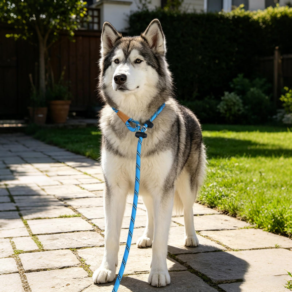 Lynxking comparaison taille montrant longueur adaptée pour chien adulte