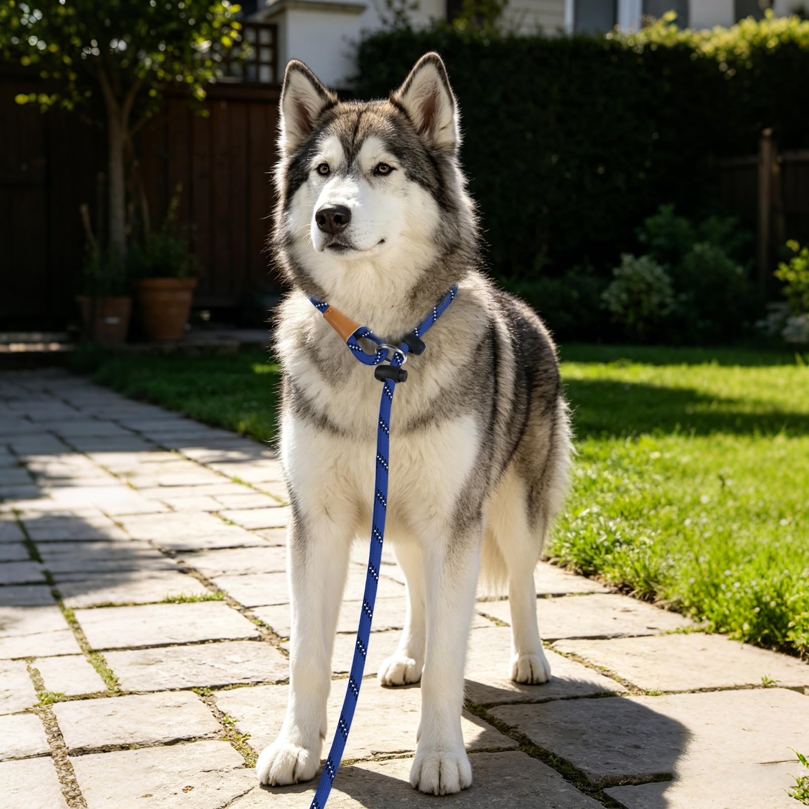 Lynxking laisse en usage avec chien montrant contrôle et sécurité