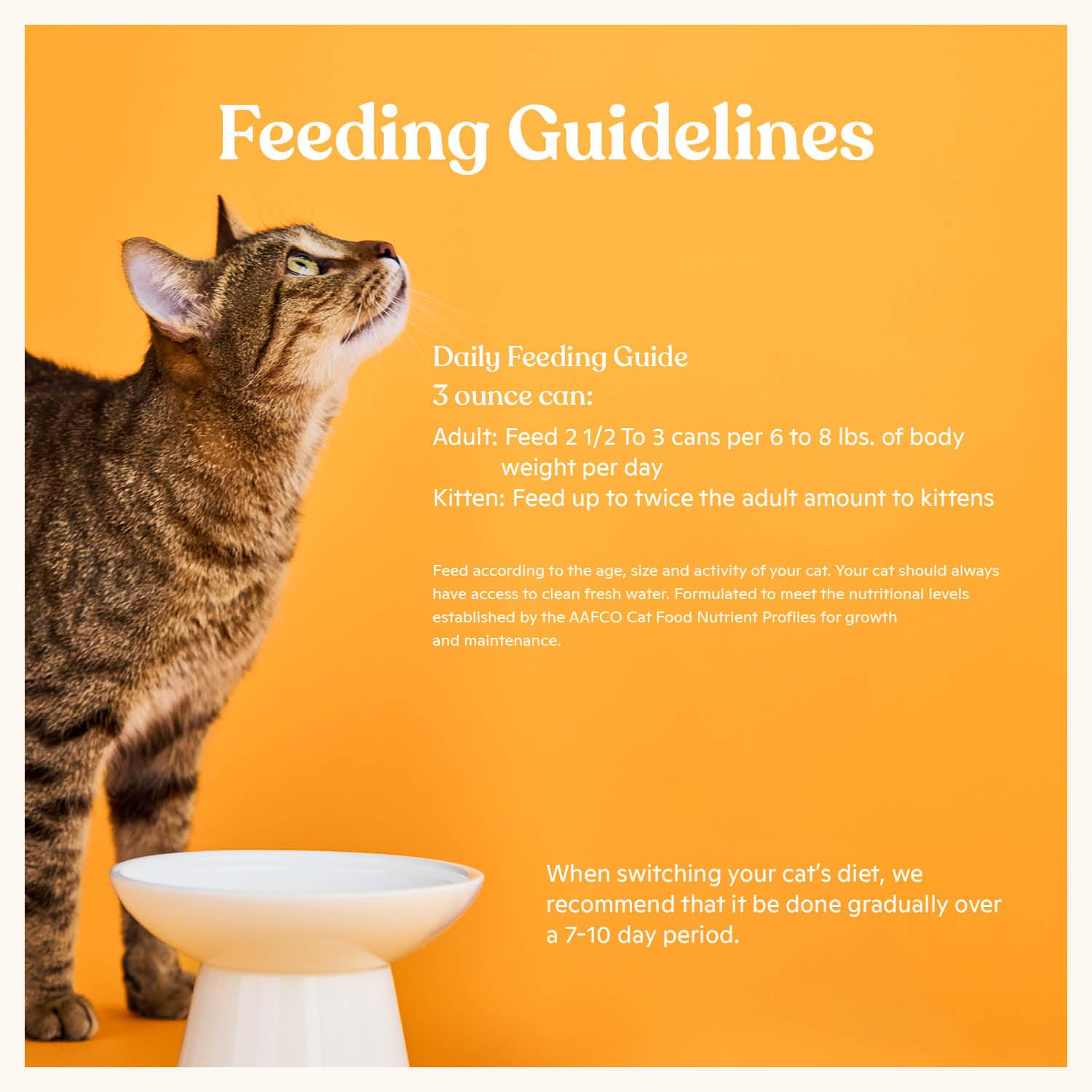 Made by Nacho scène cuisine avec chat attiré par arôme favorise acceptation