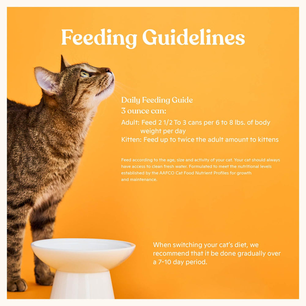Made by Nacho scène cuisine avec chat attiré par arôme favorise acceptation
