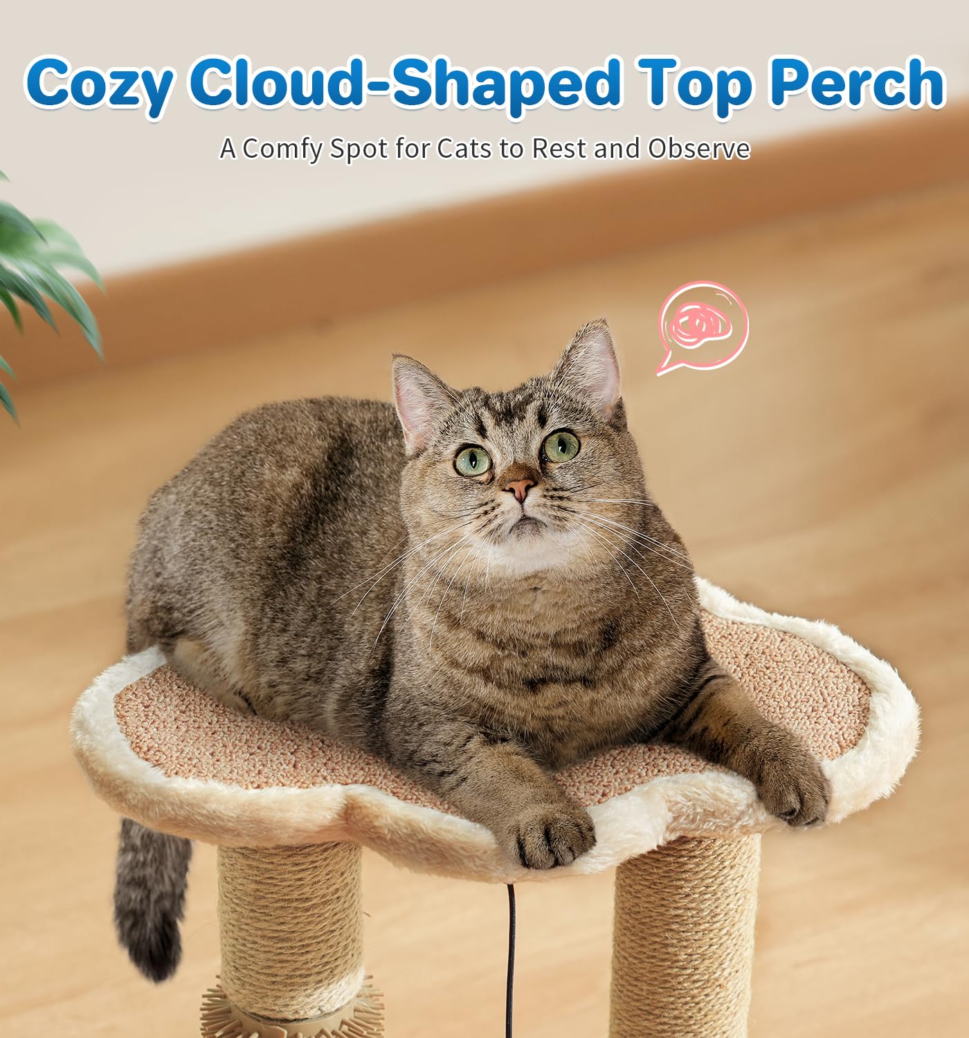 MADE 4 PETS comparaison taille avec chaton montrant dimensions adaptées