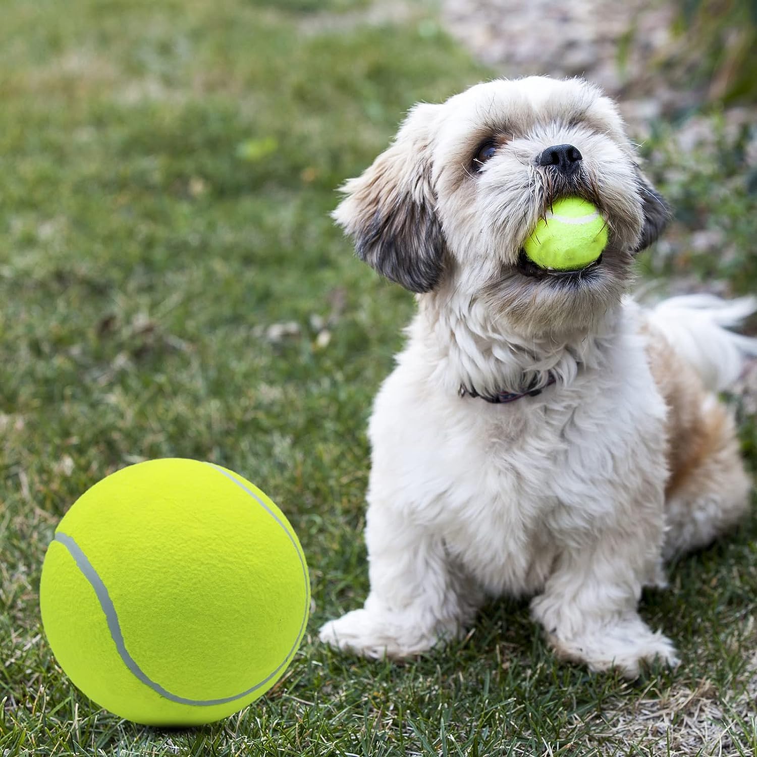 Magicorange enfant lançant la balle au chien, moment familial interactif