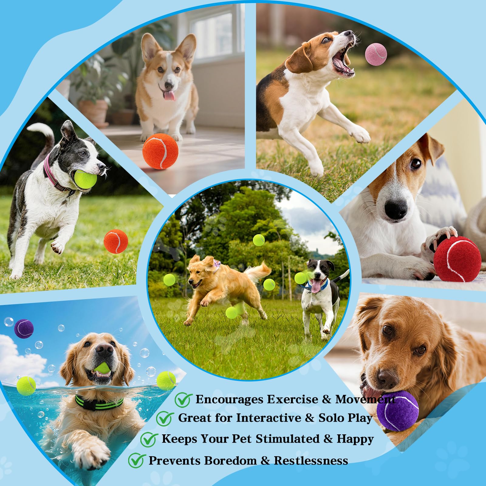 Magicorange chien rapportant balle sur plage pour exercice et stimulation