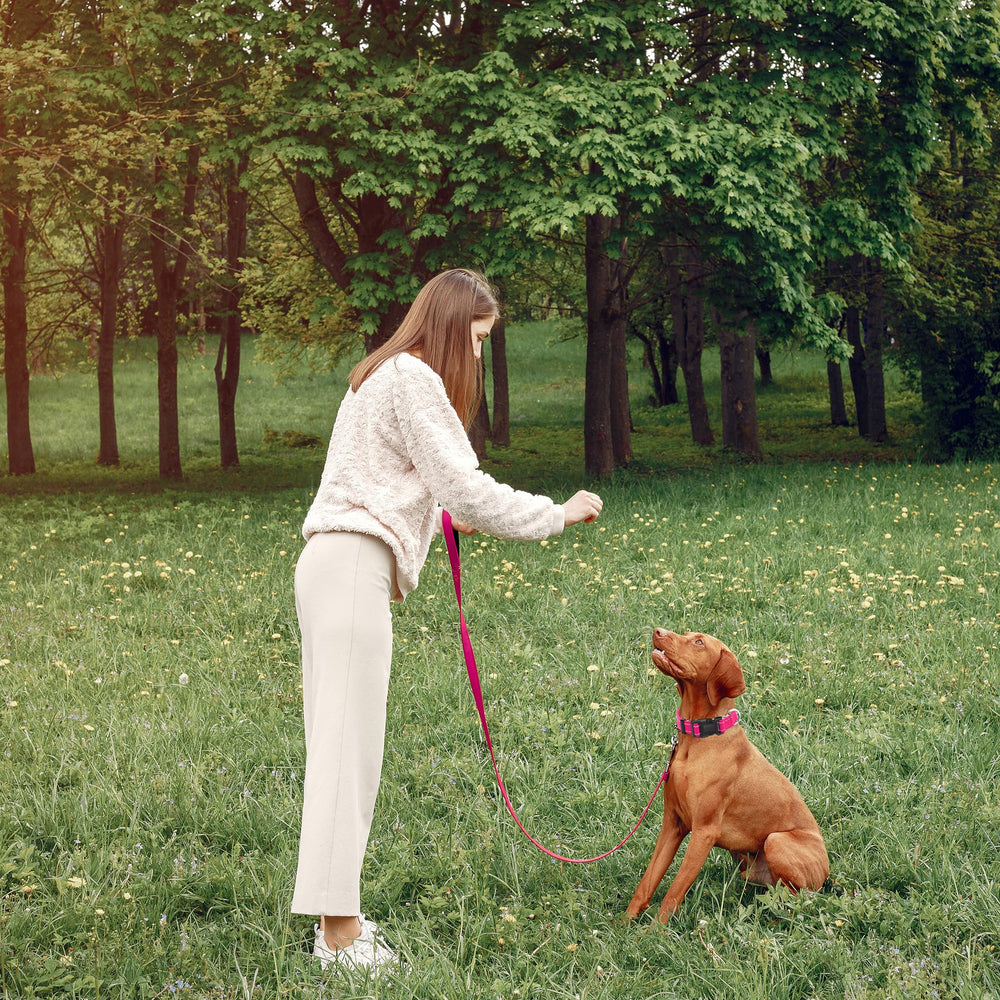 Maiiu comparaison de taille du collier pour ajustement adapté au chien