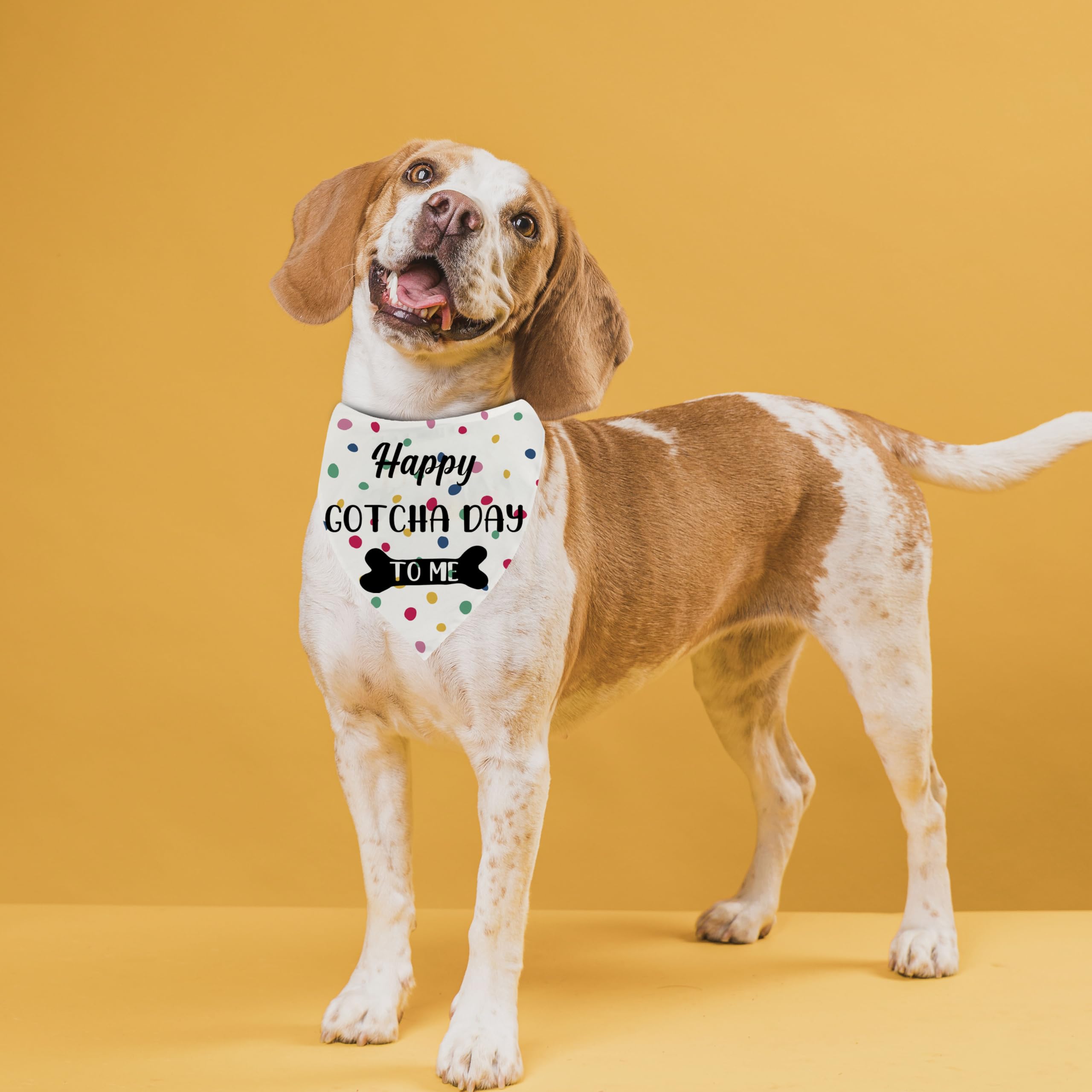 MAKIPTTE bandana porté par un chien lors d'une séance photo d'adoption joyeuse