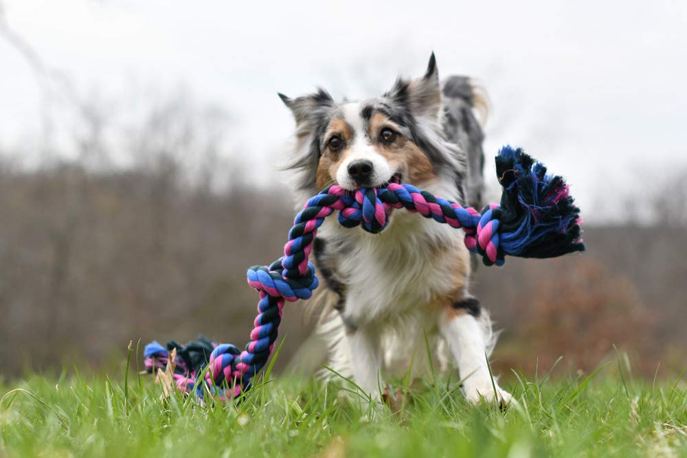Mammoth corde à côté d’un chien grand pour comparaison d’échelle et adéquation