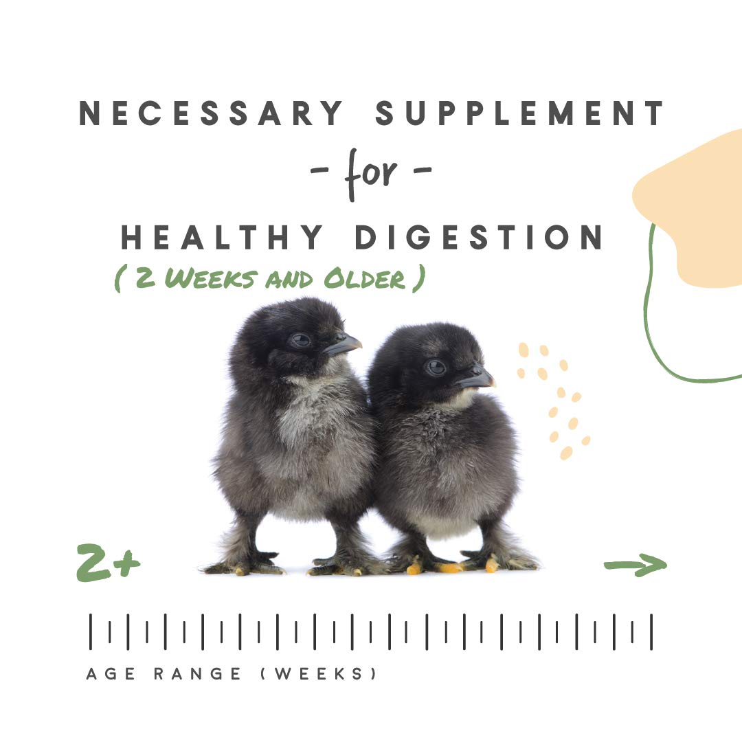 Poussin utilisant Manna Pro grit, illustre broyage d'aliments et soutien de la digestion