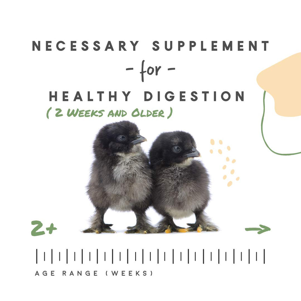 Poussin utilisant Manna Pro grit, illustre broyage d'aliments et soutien de la digestion