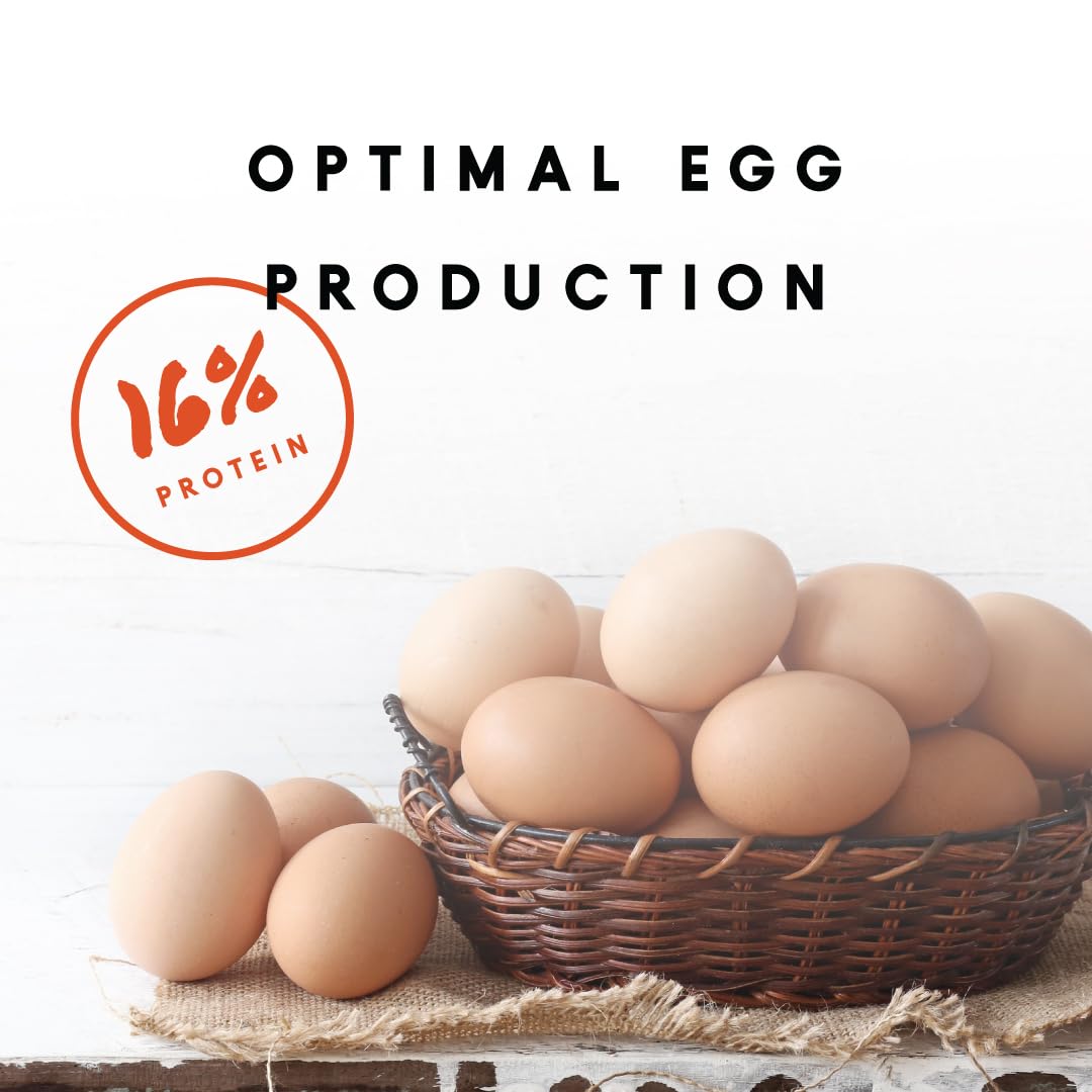 Manna Pro poule picorant le crumble pour une consommation homogène