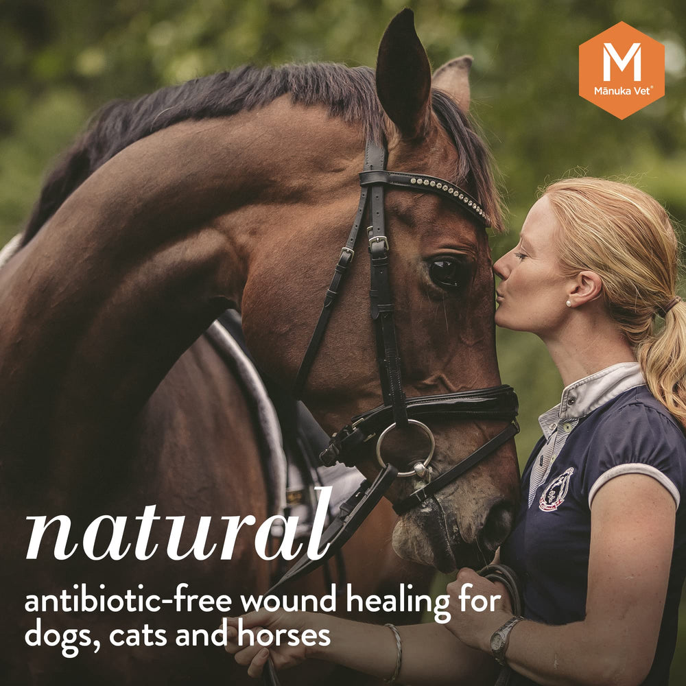 Application du gel M Manuka Vet sur patte de chien, favorise soin local