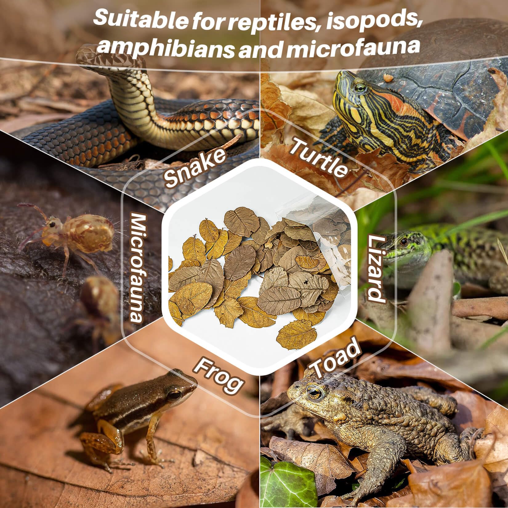 MAQIHAN détail des bords de feuille montrant durabilité naturelle