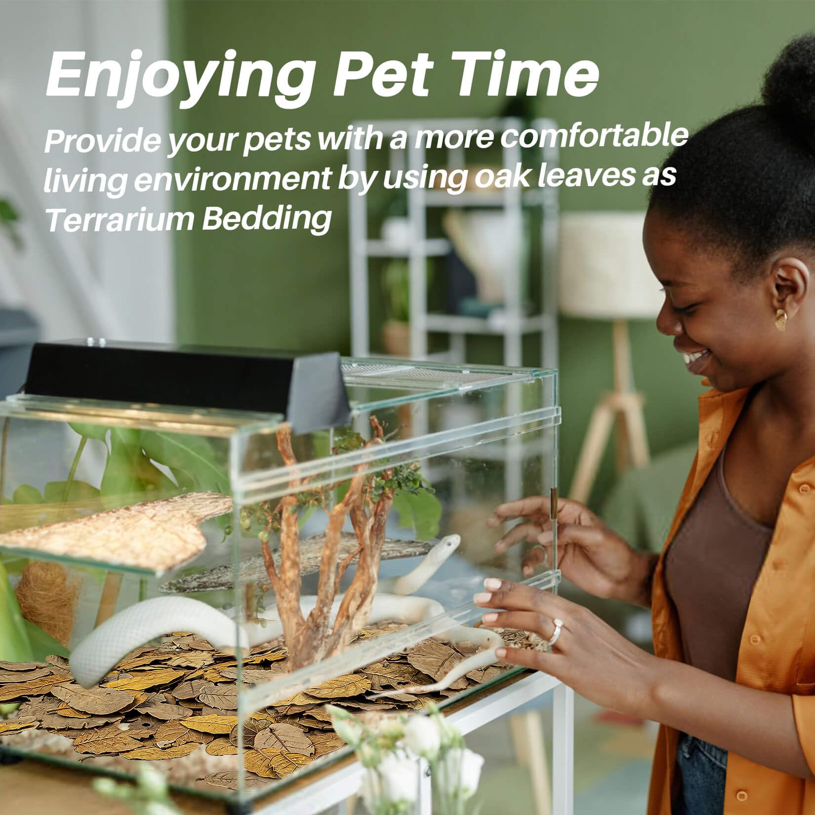MAQIHAN terrarium planté style lifestyle pour habitat bioactif