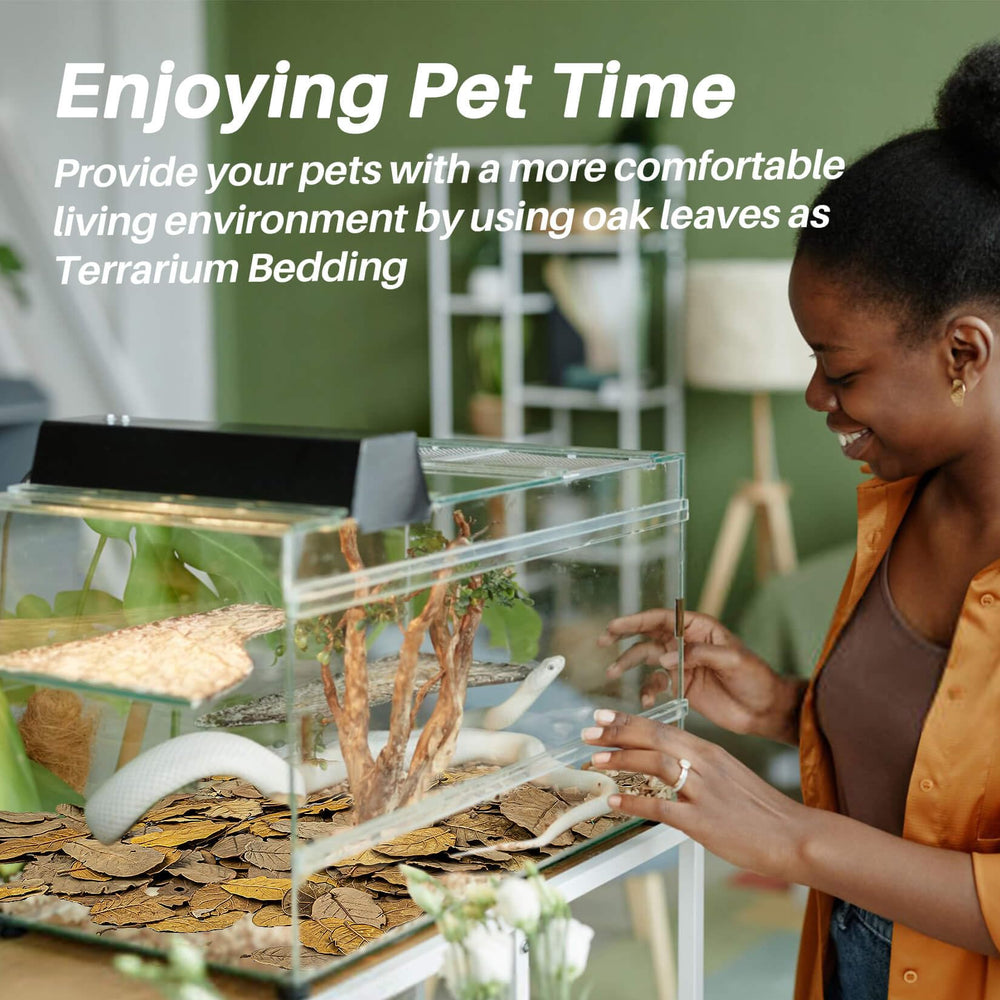 MAQIHAN terrarium planté style lifestyle pour habitat bioactif