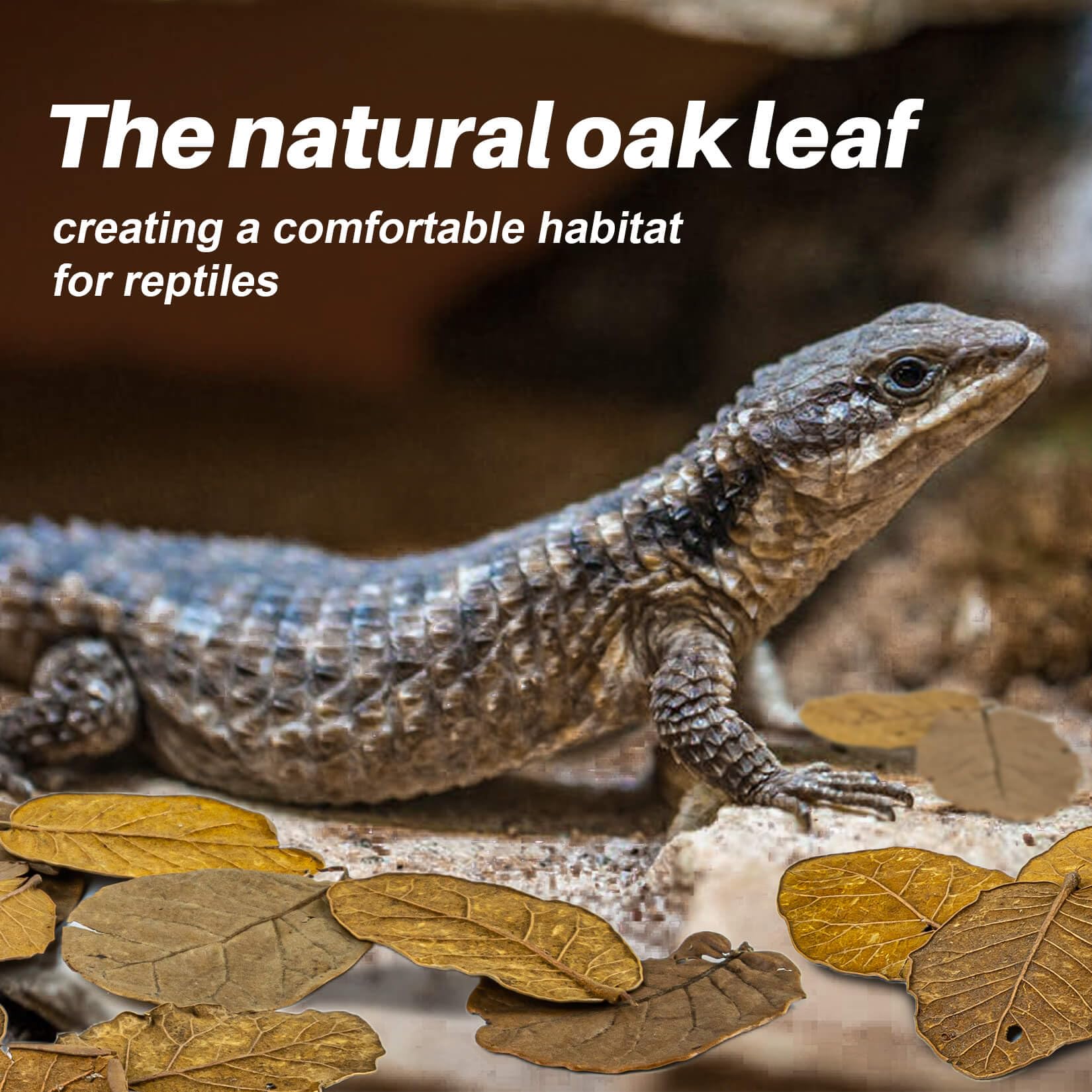 MAQIHAN feuilles utilisées par isopodes comme abri et nourriture