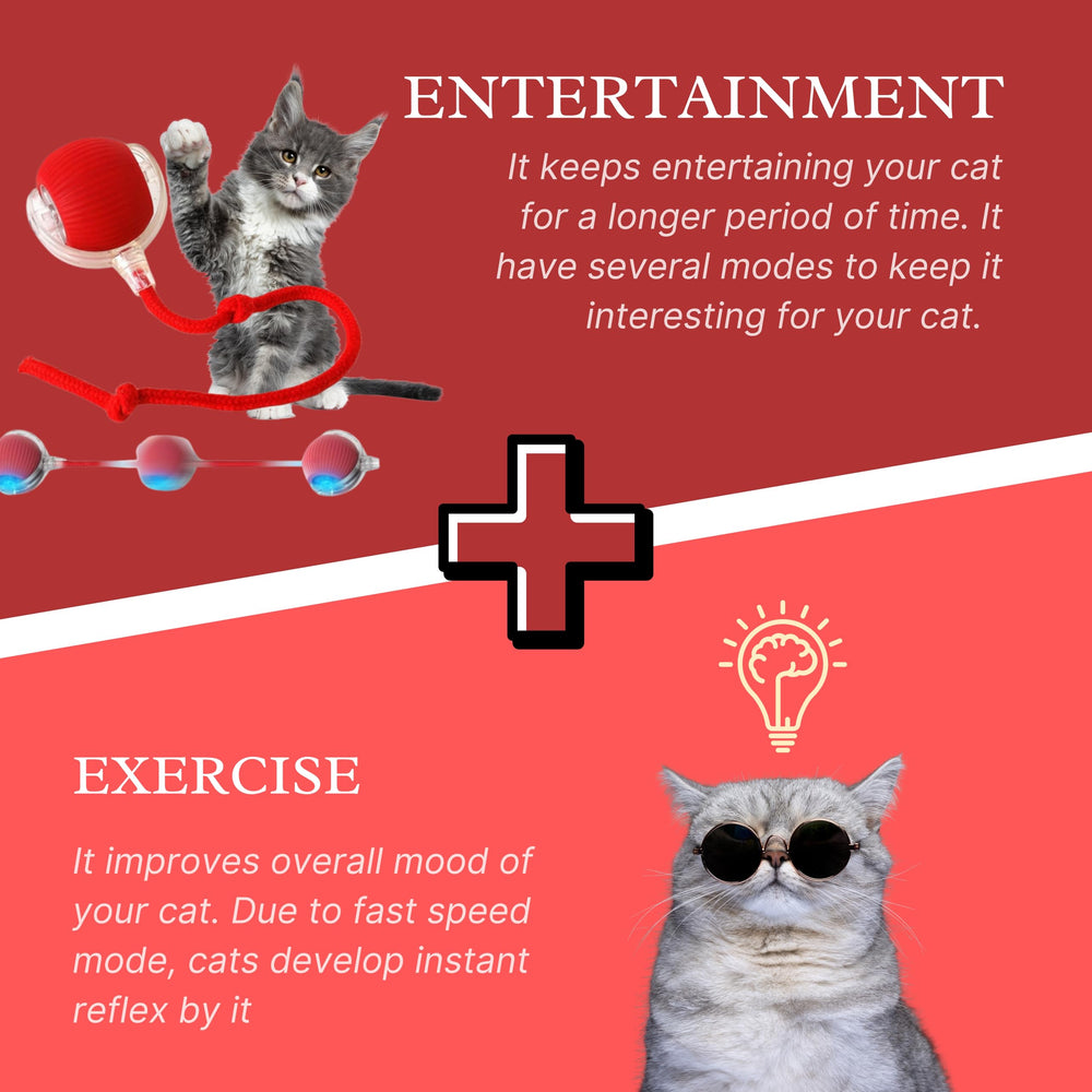 MARDYNUS Speedy Tail 2.0 en action avec un chat poursuivant, stimule l’exercice
