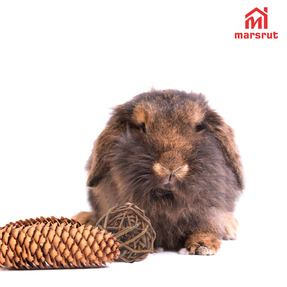 Marsrut petit animal jouant avec boule pour exercice et curiosité